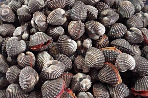 Nông dân Bến Tre thu nhập cao nhờ nuôi sò huyết