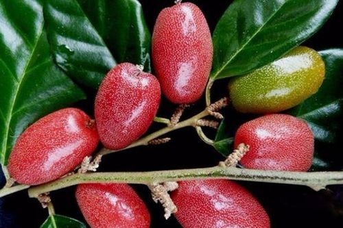 Bài thuốc chữa bệnh cực hay từ quả nhót