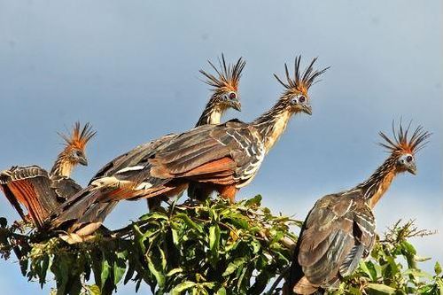 Chiêm ngưỡng bộ lông kỳ dị của gà móng hoang dã