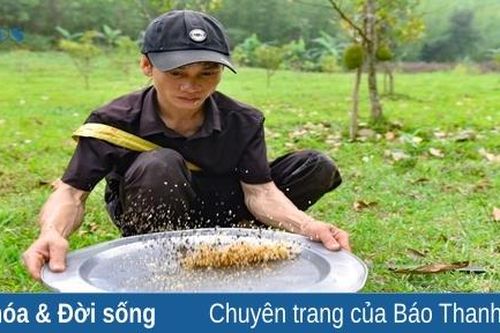 Theo chân thợ săn trứng kiến ở miền Tây xứ Thanh
