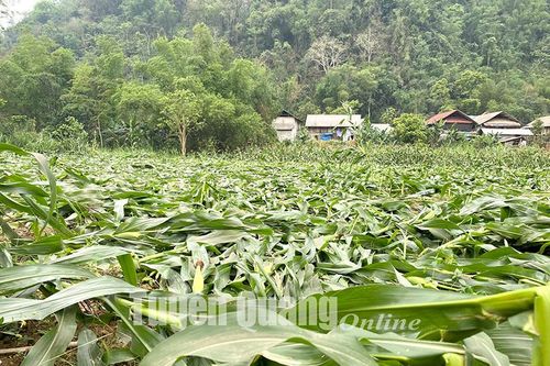 Dông, lốc gây thiệt hại trên địa bàn huyện Lâm Bình
