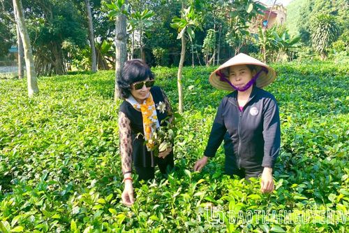 Người ươm xuân từ đất