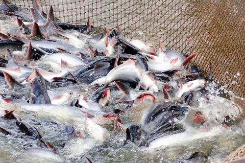 Xuất khẩu cá tra gặp khó, lợi nhuận các doanh nghiệp thủy sản sụt giảm mạnh trong quý I/2023