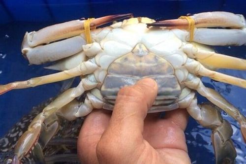 Người dân vùng biển 'mách' cách chọn ghẹ nhiều gạch