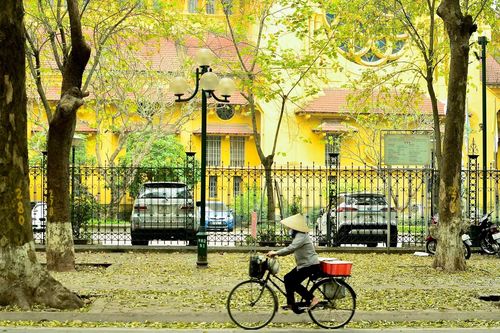 Ngắm con đường lãng mạn nhất Hà Nội rực vàng mùa sấu thay lá