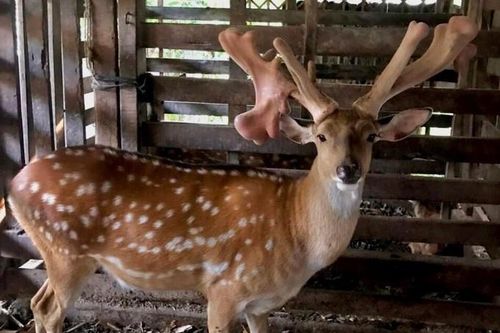 Chú hươu liên tiếp mọc 'sừng vàng', trả giá nửa tỷ đồng chủ không bán