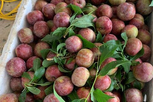 Mận Mộc Châu, Sơn La sốt giá trên chợ mạng