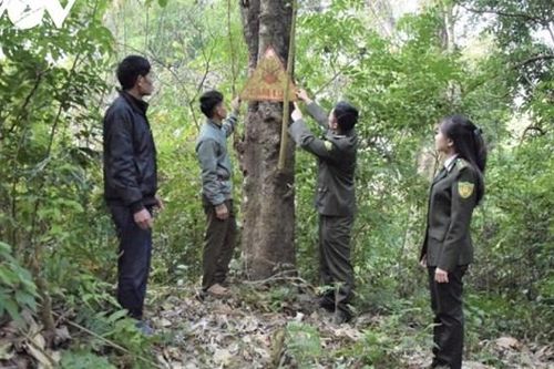 Nắng nóng, cảnh báo nguy cơ cháy rừng
