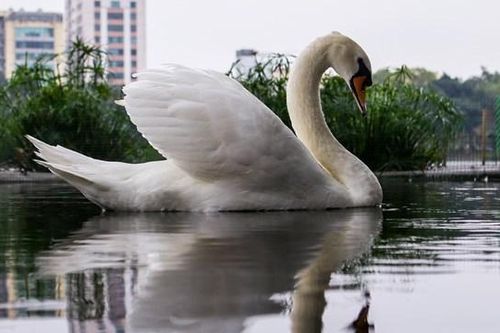 12 con thiên nga sau 5 năm nuôi thí điểm tại hồ Thiền Quang giờ thế nào?