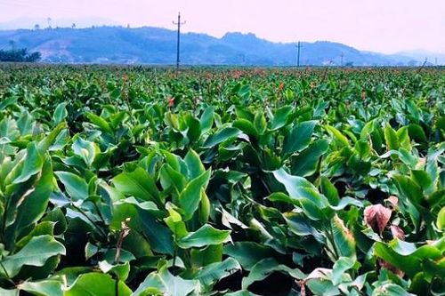 'Tấm vé thông hành' cho nông sản