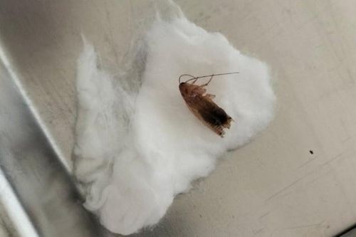 Bé trai 2 tuổi bị gián sống chui vào tai