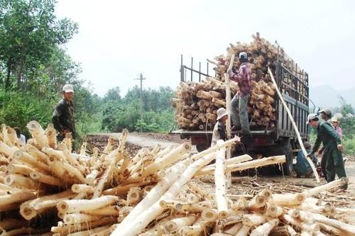 Quảng Nam: Người dân trồng keo lo thất thu