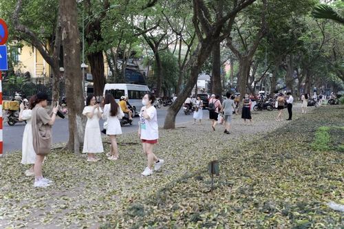 Du khách nước ngoài thích thú với phố Phan Đình Phùng mùa lá rụng