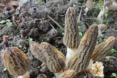 Nấm mọc hoang 'quý như vàng', 15 triệu đồng/kg có gì đặc biệt?