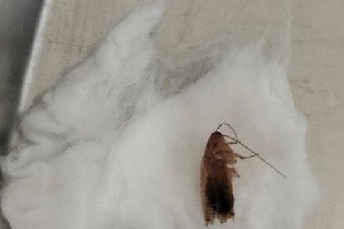 Gắp con gián chui vào tai bé 2 tuổi