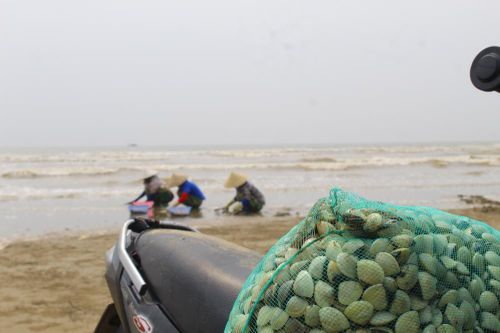 Tất bật mưu sinh bằng nghề cào ngao thuê ở cửa biển Thanh hóa