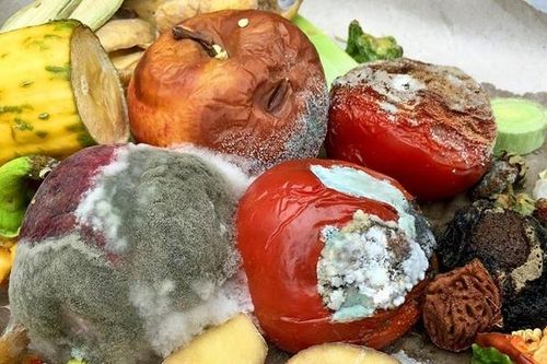 Ăn phải thực phẩm xuất hiện nấm mốc có nguy hiểm không?