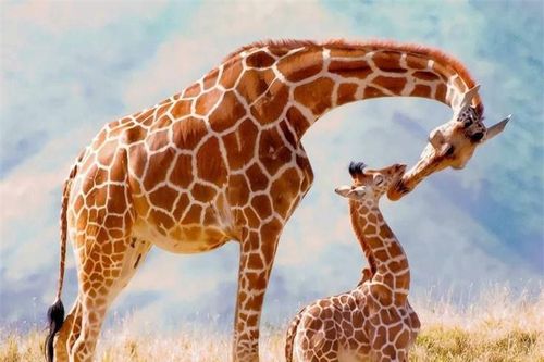 Chùm ảnh ấn tượng về tình mẫu tử của hươu cao cổ