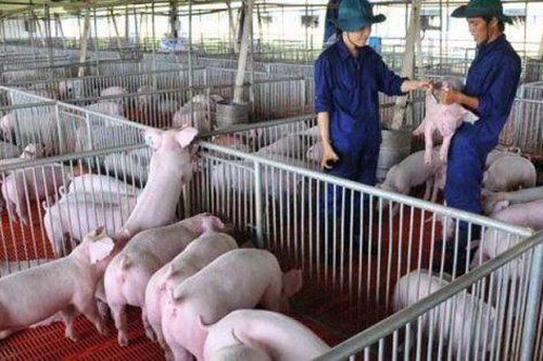 Doanh nghiệp ngành thịt dự báo hưởng lợi từ giá thịt lợn phục hồi, nhưng nhiều đại gia chưa vội mở rộng quy mô