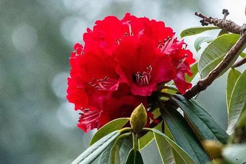 11 bài thuốc hay từ hoa đỗ quyên đỏ