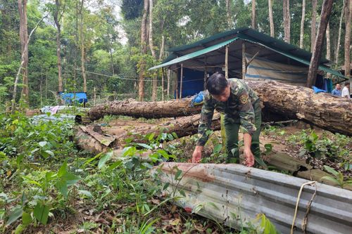 Hơn 160 cây gỗ trắc chết khô không thể khai thác vì 'vướng luật'