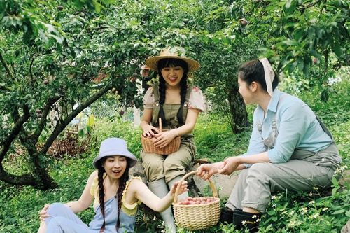 Khách đổ về Mộc Châu mùa mận chín, 'cháy phòng' kì nghỉ 30/4