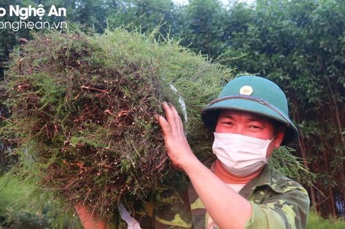 Nông dân Nghệ An thu bộn tiền từ cây rành rành
