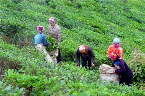 Phát triển thương hiệu và nâng cao giá trị sản phẩm chè