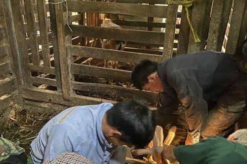 Mang 20 triệu mua con này về nuôi, được trả nửa tỷ đồng lão nông vẫn chưa bán