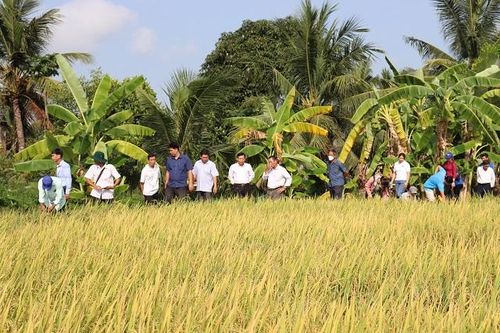 Canh tác lúa theo hướng hữu cơ giúp nông dân giảm chi phí, tăng lợi nhuận