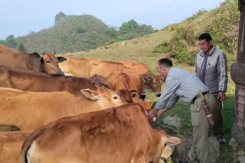 Cấp bách phòng chống bệnh dại động vật và dịch bệnh trên gia súc, gia cầm