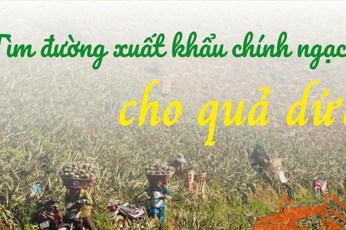 Tìm đường xuất khẩu chính ngạch cho quả dứa