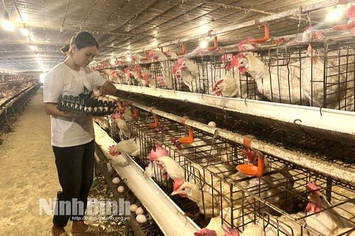 Thu hàng tỷ đồng mỗi năm từ chuỗi trang trại chăn nuôi tổng hợp
