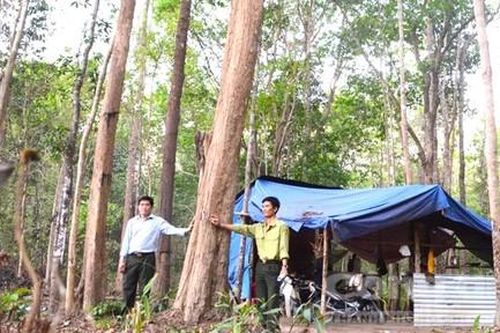 Nhiều cây gỗ trắc quý hiếm chết trong rừng đặc dụng chưa được xử lý