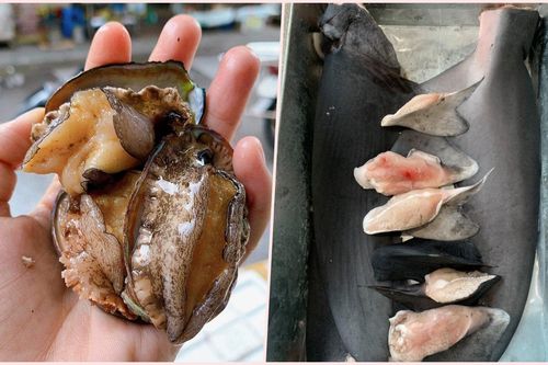 Bào ngư, vi cá mập giá rẻ giật mình, bán tràn 'chợ mạng'