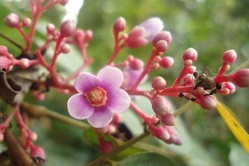 Các bài thuốc trị bệnh từ hoa khế ít người biết