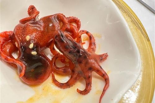 Bị phục vụ món sushi bạch tuộc chứa chất kịch độc