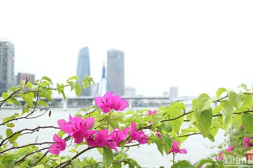 Hoa giấy tháng Tư trên thành phố biển