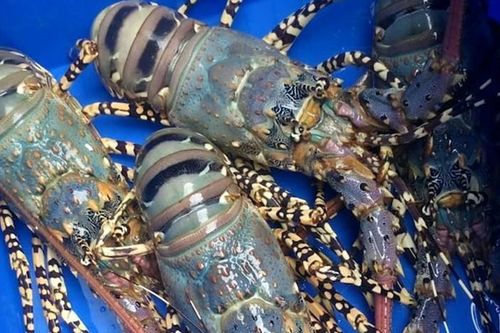 Sự thật 'ngã ngửa' về tôm hùm chỉ dành cho giới nhà giàu