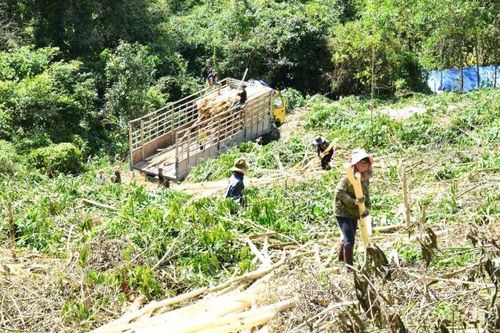 Những câu chuyện thành công từ việc trồng rừng ở Gia Lai