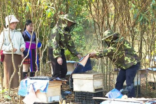 Nhật Bản hỗ trợ trao quyền kinh tế cho thanh niên dân tộc ở Lai Châu