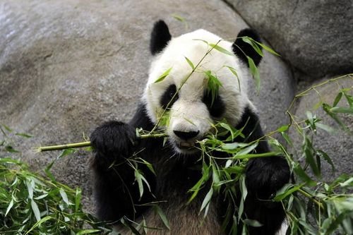 Gấu trúc 'ngoại giao' Trung Quốc chuẩn bị về nhà sau 20 năm 'thực hiện sứ mệnh' ở Mỹ
