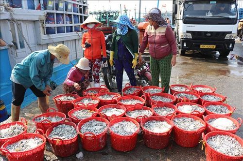 Ngư dân Ninh Thuận trúng mùa khai thác cá cơm