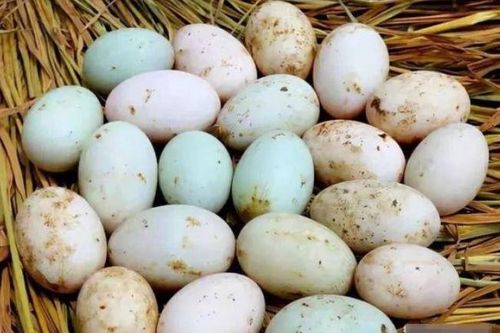 Mua trứng vịt nên chọn 'vỏ trắng' hay 'vỏ xanh'? Người bán tiết lộ cách chỉ người trong nghề mới biết