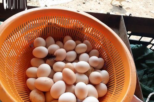 5 mẹo chọn trứng gà ta 'bách phát bách trúng', không sợ người bán qua mặt