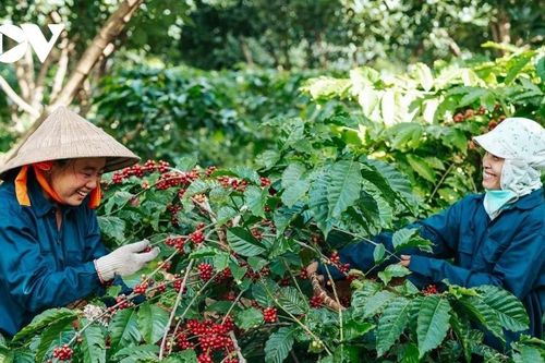 Xây dựng thương hiệu nông sản quốc gia: Nhu cầu cấp bách