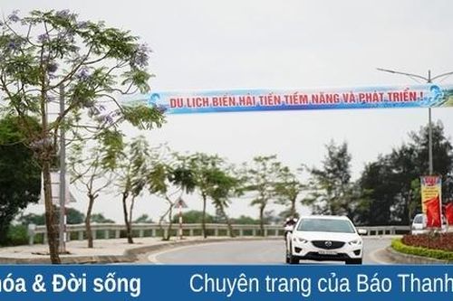 Ngắm màu phượng tím ở khu du lịch biển Hải Tiến