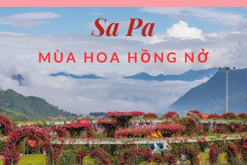 Sa Pa mùa hoa hồng nở