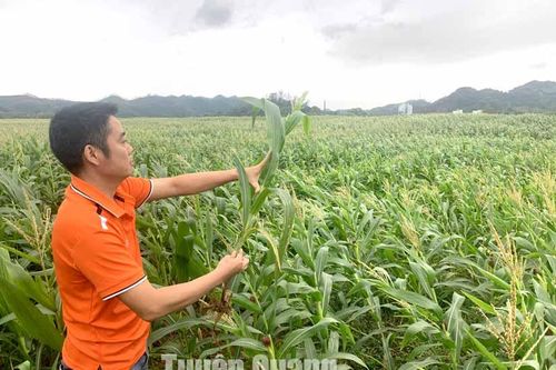 Khô hạn kéo dài, nguy cơ nhiều địa phương mất mùa ngô