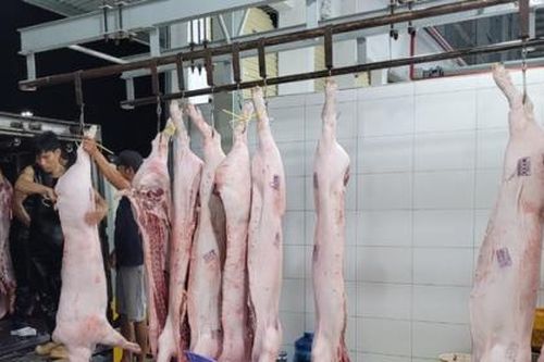Vissan đạt lợi nhuận thấp vì sức mua thịt lợn giảm